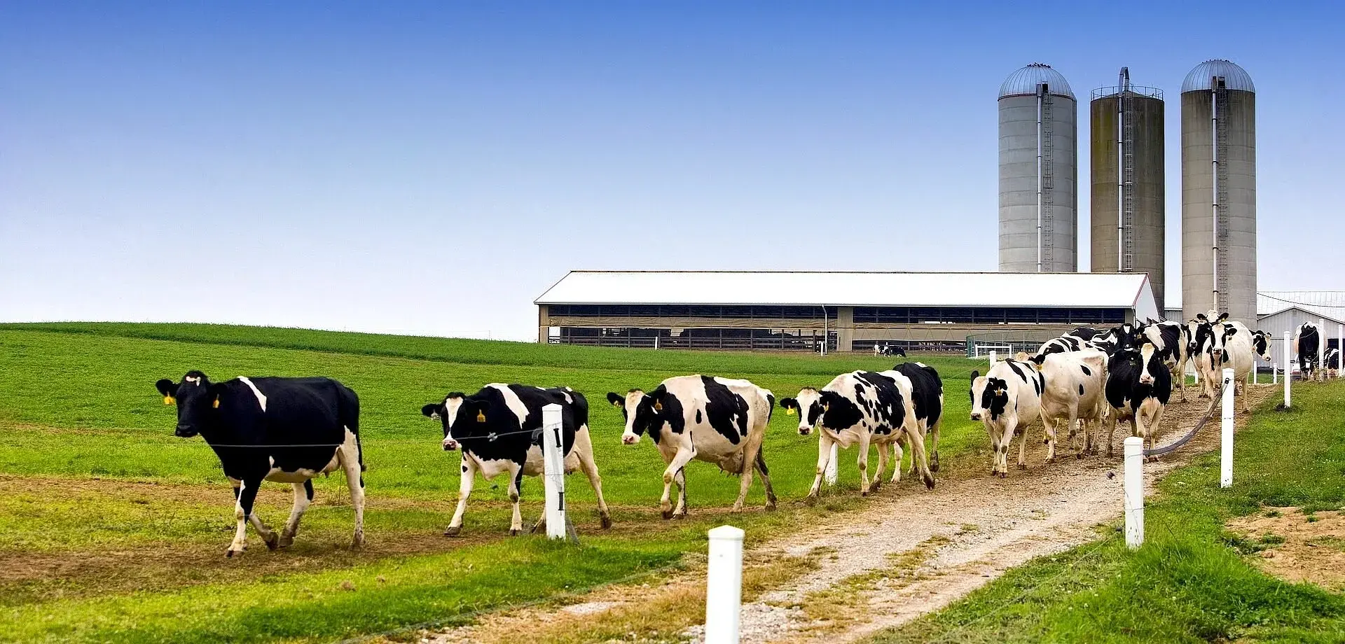Powering Dairy Farms: Keeping Production Running 24/7 with American Energy Solutions