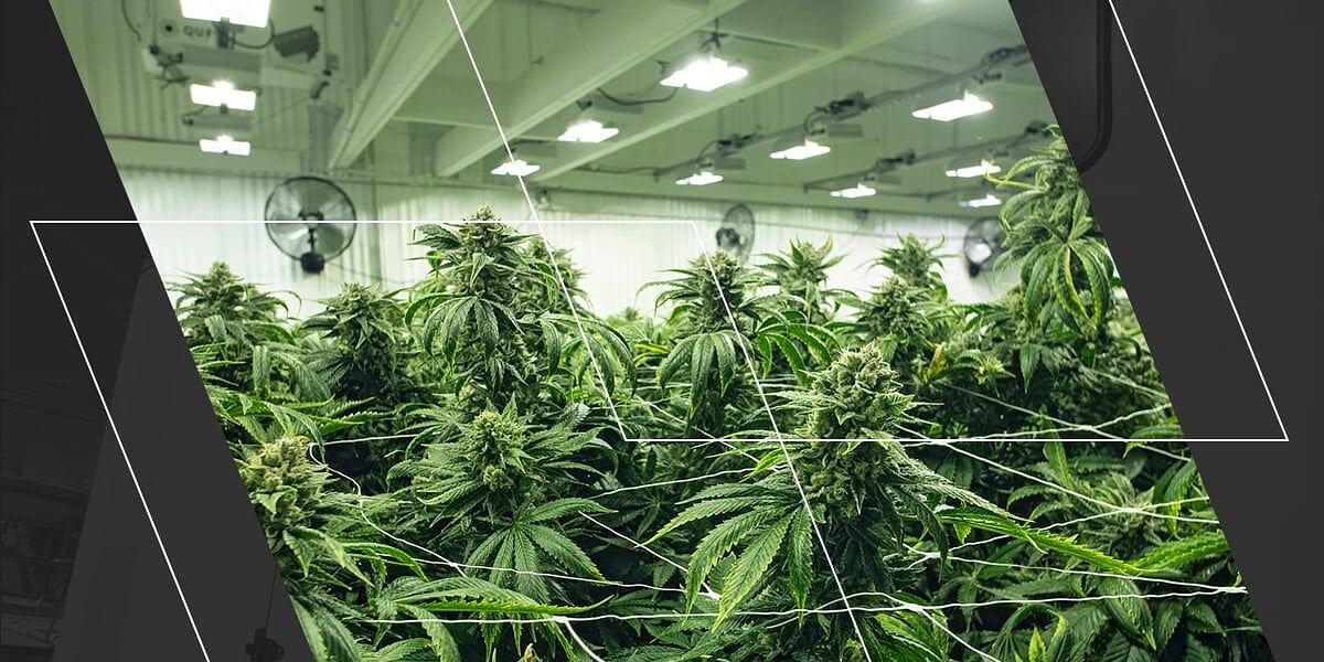 Reliable Backup Power for the Cannabis Industry: Why American Energy Solutions is Your Trusted Partner