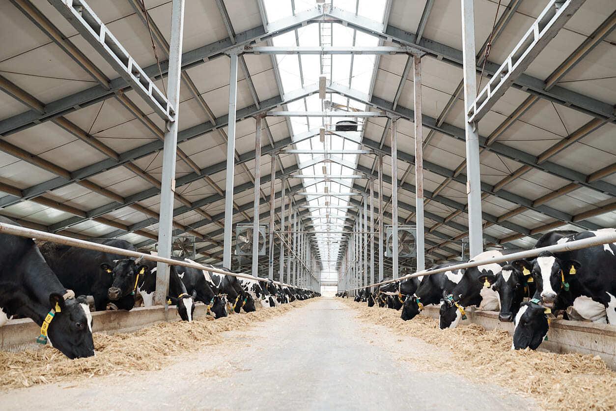 Backup Power for Dairies and Agricultural Operations: Protect Livestock, Preserve Product, and Power Through Outages with American Energy Solutions