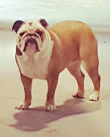 Mango Evans