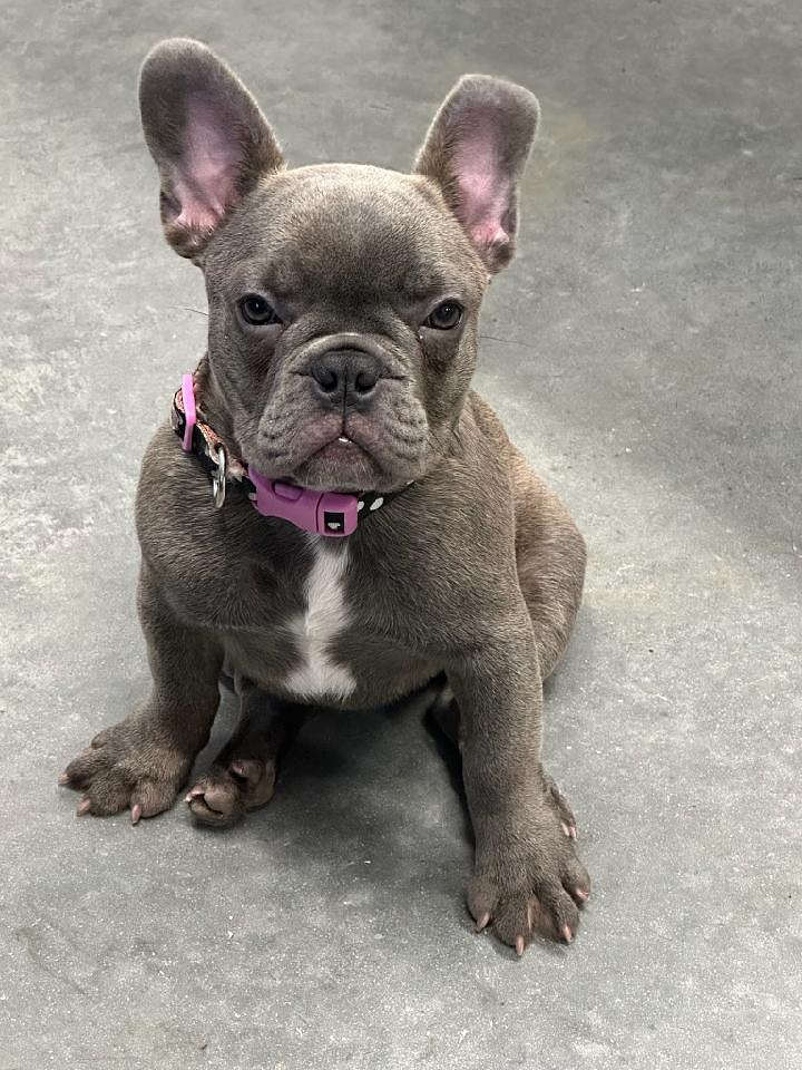 Tater Bug Evans