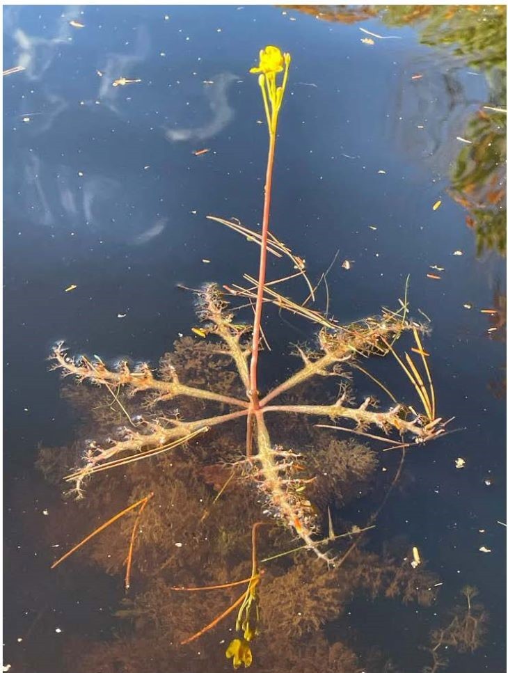 🚫 Maine’s Most Unwanted: Aquatic Invasive Plants Boaters Should Know