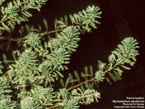 🚫 Maine’s Most Unwanted: Aquatic Invasive Plants Boaters Should Know