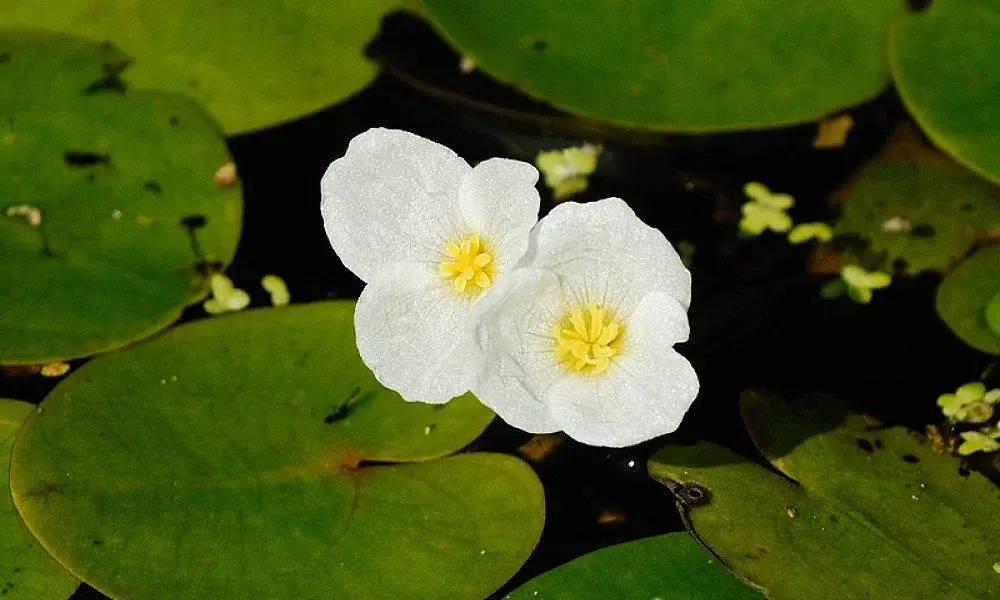 Lake Monsters of the Cobbossee Watershed