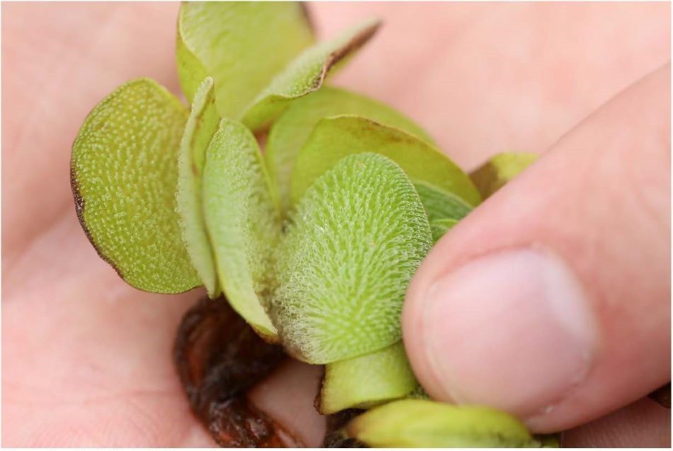 🚫 Maine’s Most Unwanted: Aquatic Invasive Plants Boaters Should Know