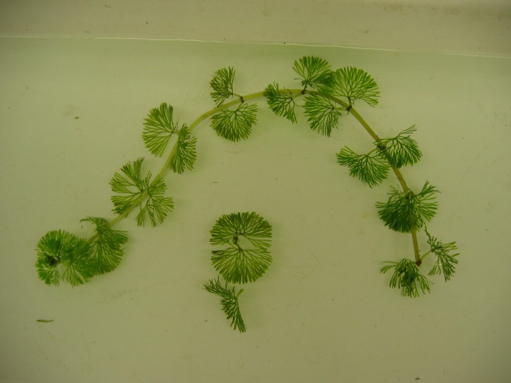 🚫 Maine’s Most Unwanted: Aquatic Invasive Plants Boaters Should Know