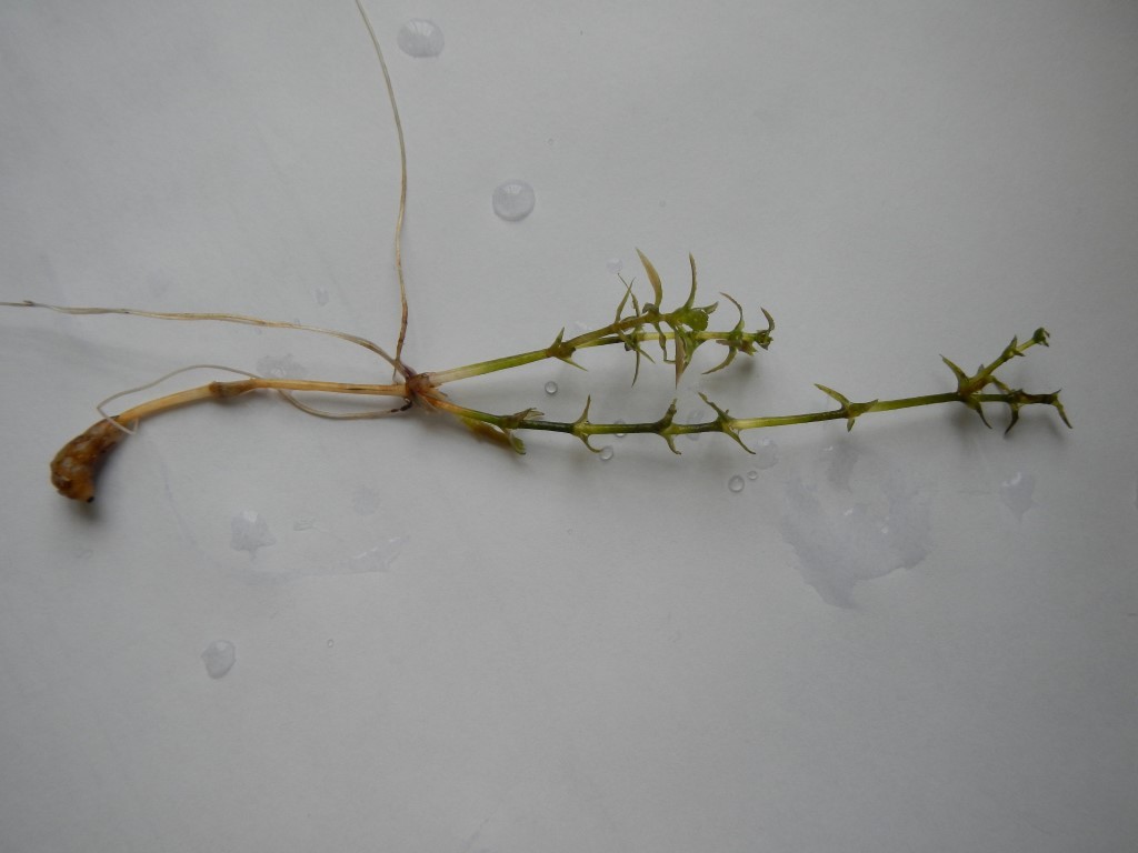 🚫 Maine’s Most Unwanted: Aquatic Invasive Plants Boaters Should Know