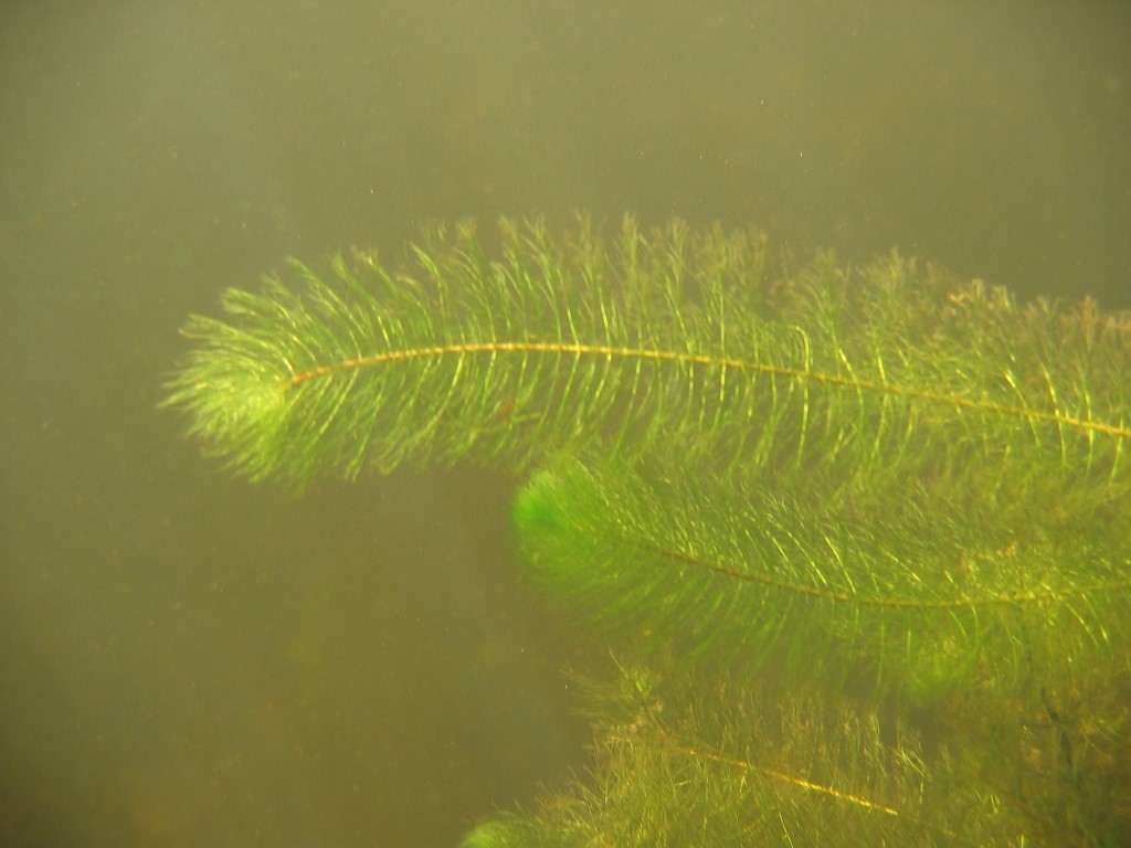 🚫 Maine’s Most Unwanted: Aquatic Invasive Plants Boaters Should Know