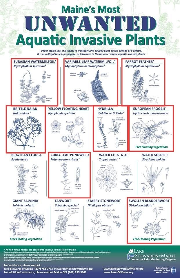 🚫 Maine’s Most Unwanted: Aquatic Invasive Plants Boaters Should Know