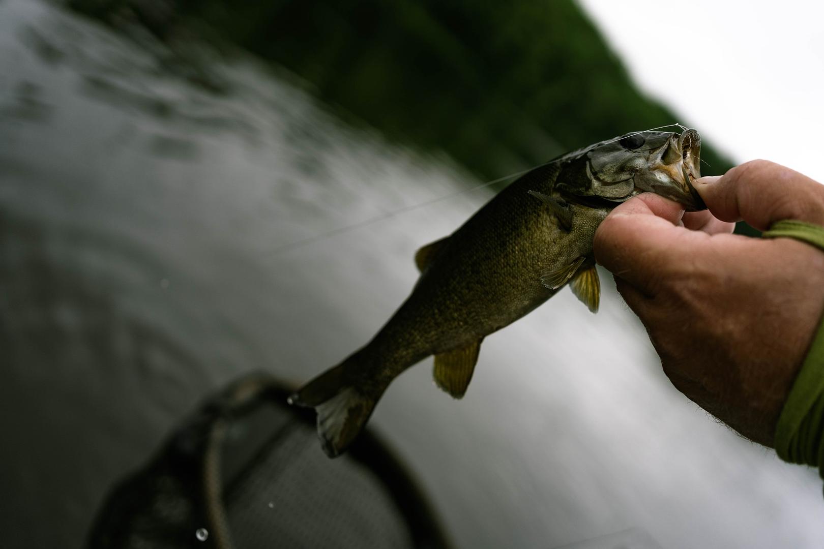 A Day on the Androscoggin: Fly Fishing, Smallmouth, and a Crestliner Pro Tiller