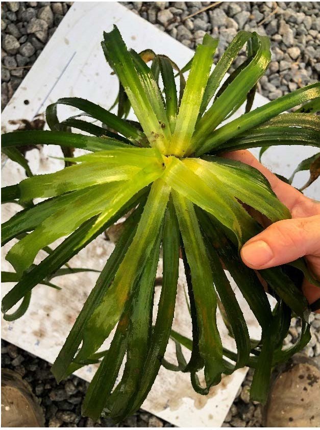 🚫 Maine’s Most Unwanted: Aquatic Invasive Plants Boaters Should Know