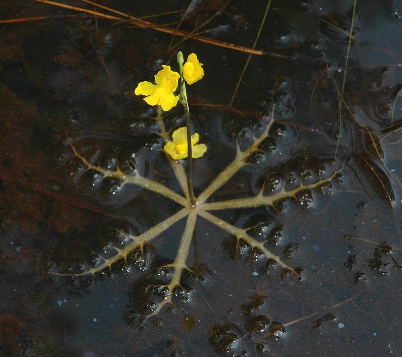 Lake Monsters of the Cobbossee Watershed