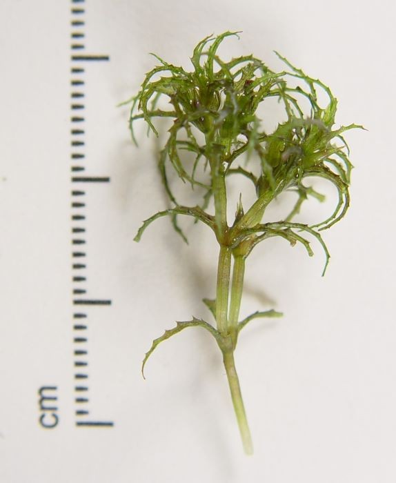 🚫 Maine’s Most Unwanted: Aquatic Invasive Plants Boaters Should Know