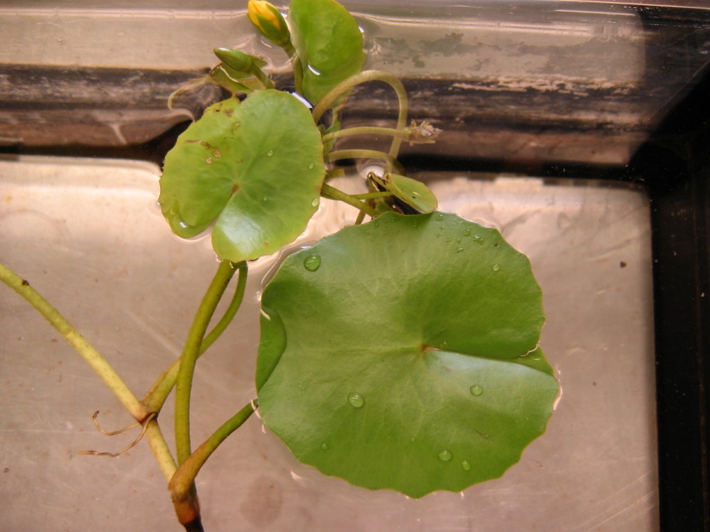 🚫 Maine’s Most Unwanted: Aquatic Invasive Plants Boaters Should Know