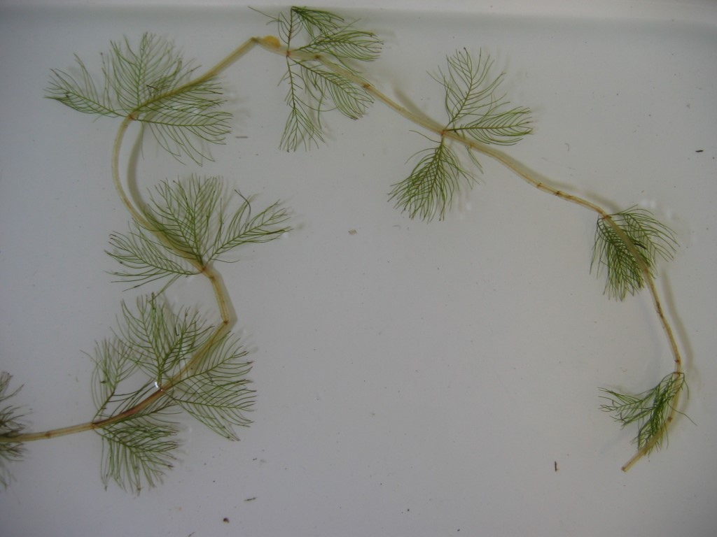 🚫 Maine’s Most Unwanted: Aquatic Invasive Plants Boaters Should Know