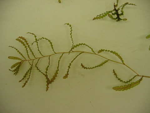 🚫 Maine’s Most Unwanted: Aquatic Invasive Plants Boaters Should Know