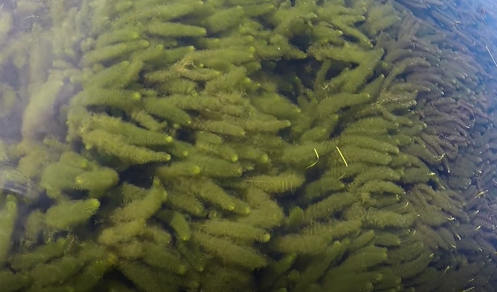 Lake Monsters of the Cobbossee Watershed