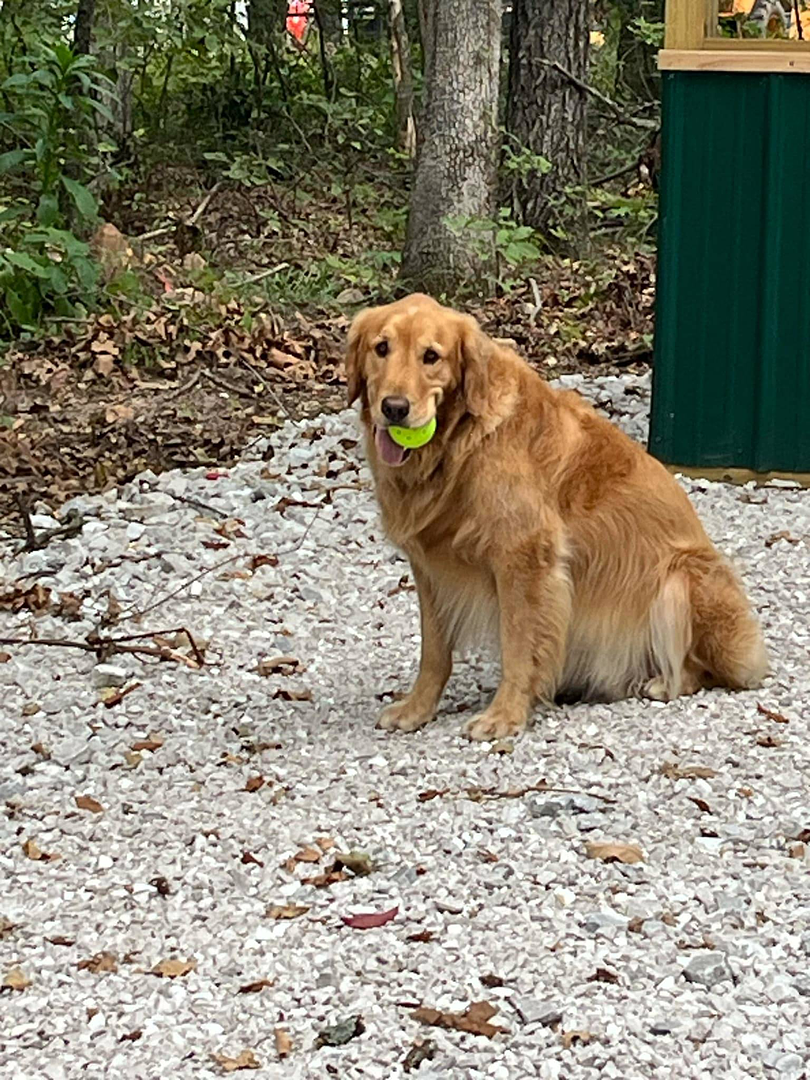 A golden retriever dog at the campground
