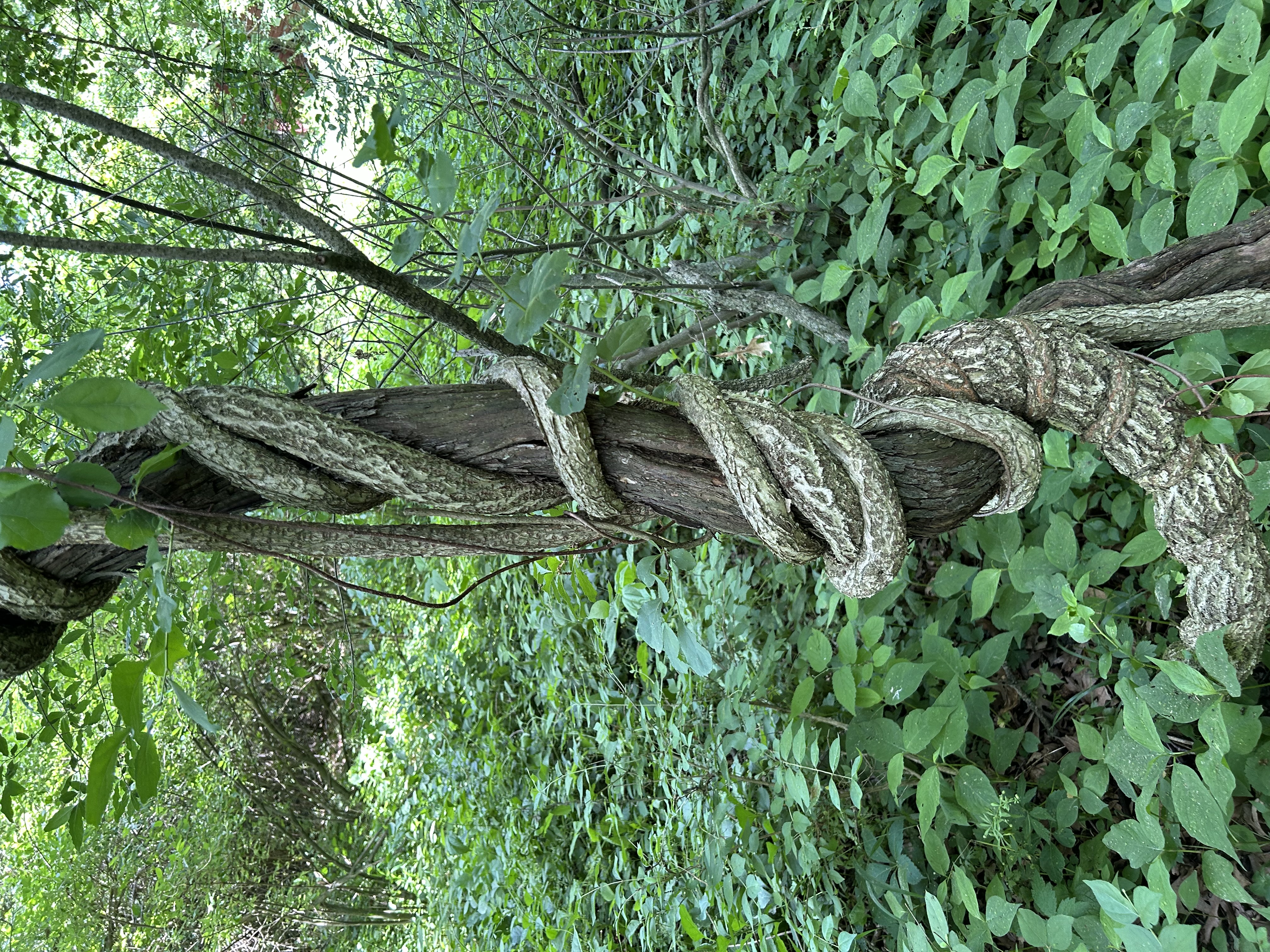 Timber Stand Improvement