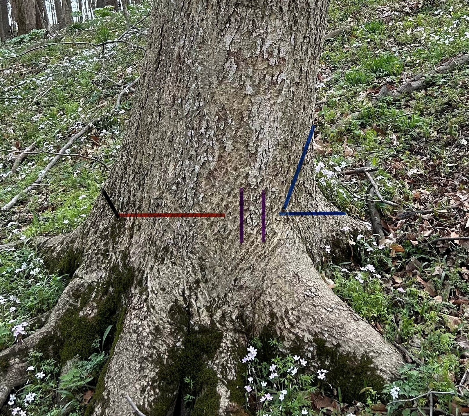 Safety and Directional Felling