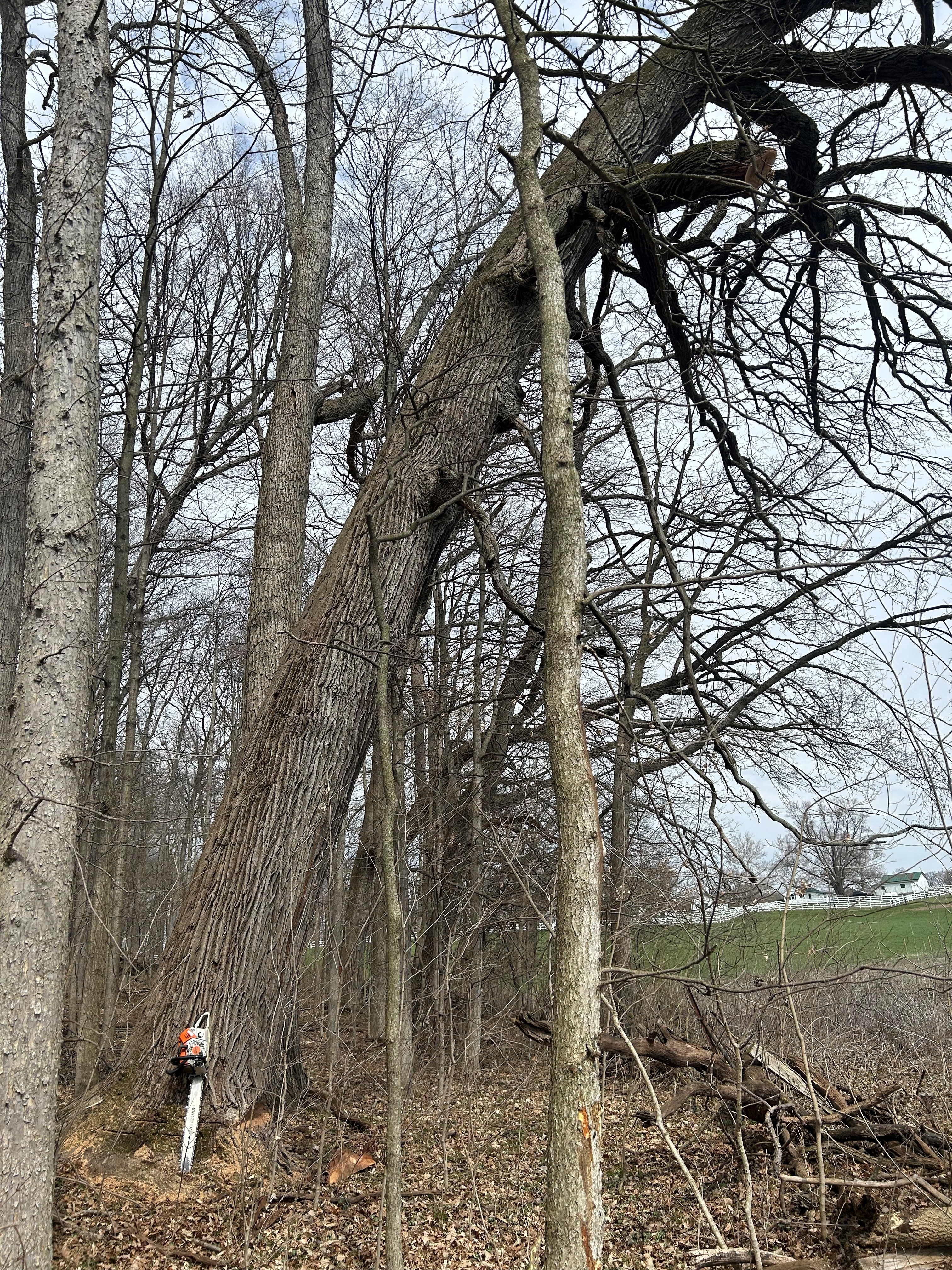 Safety and Directional Felling