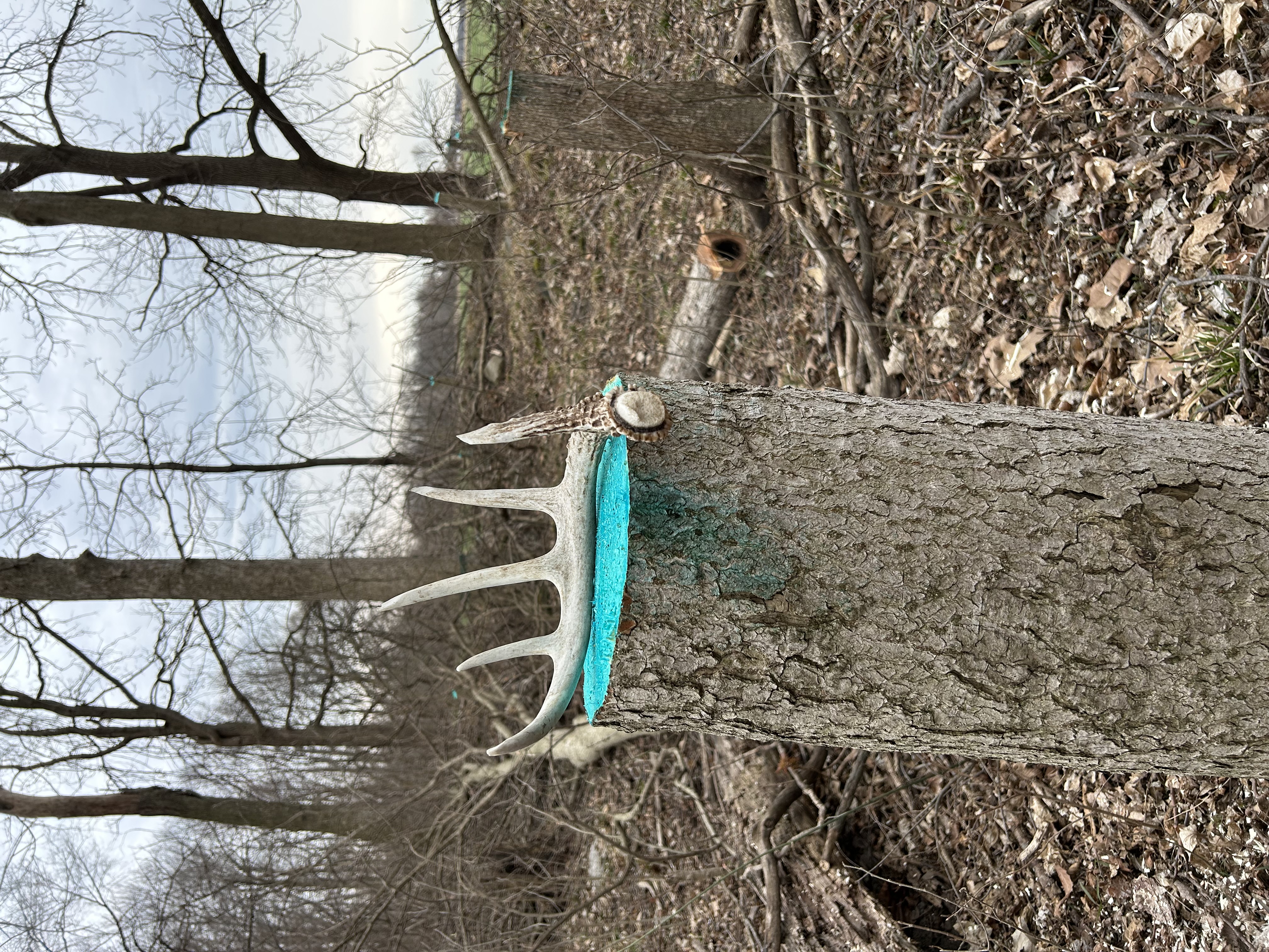 Timber Stand Improvement