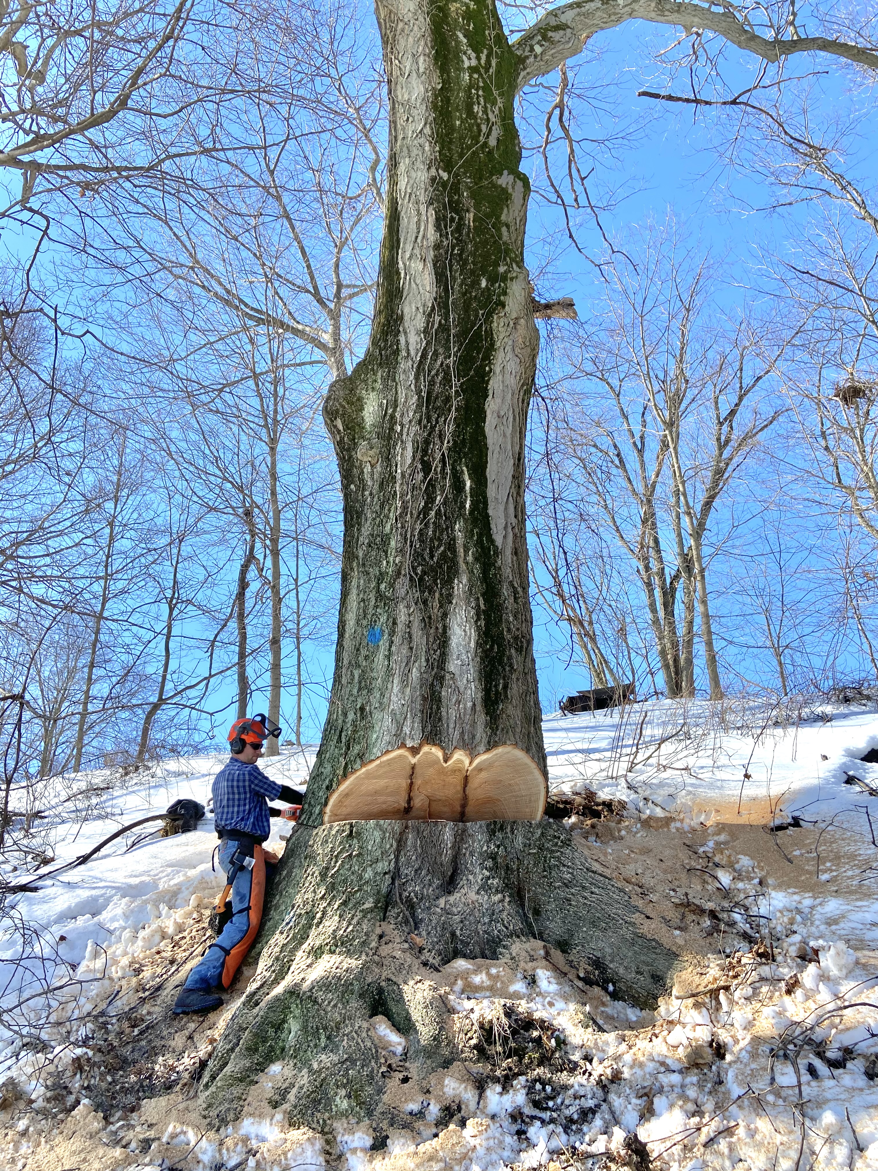 Big Timber