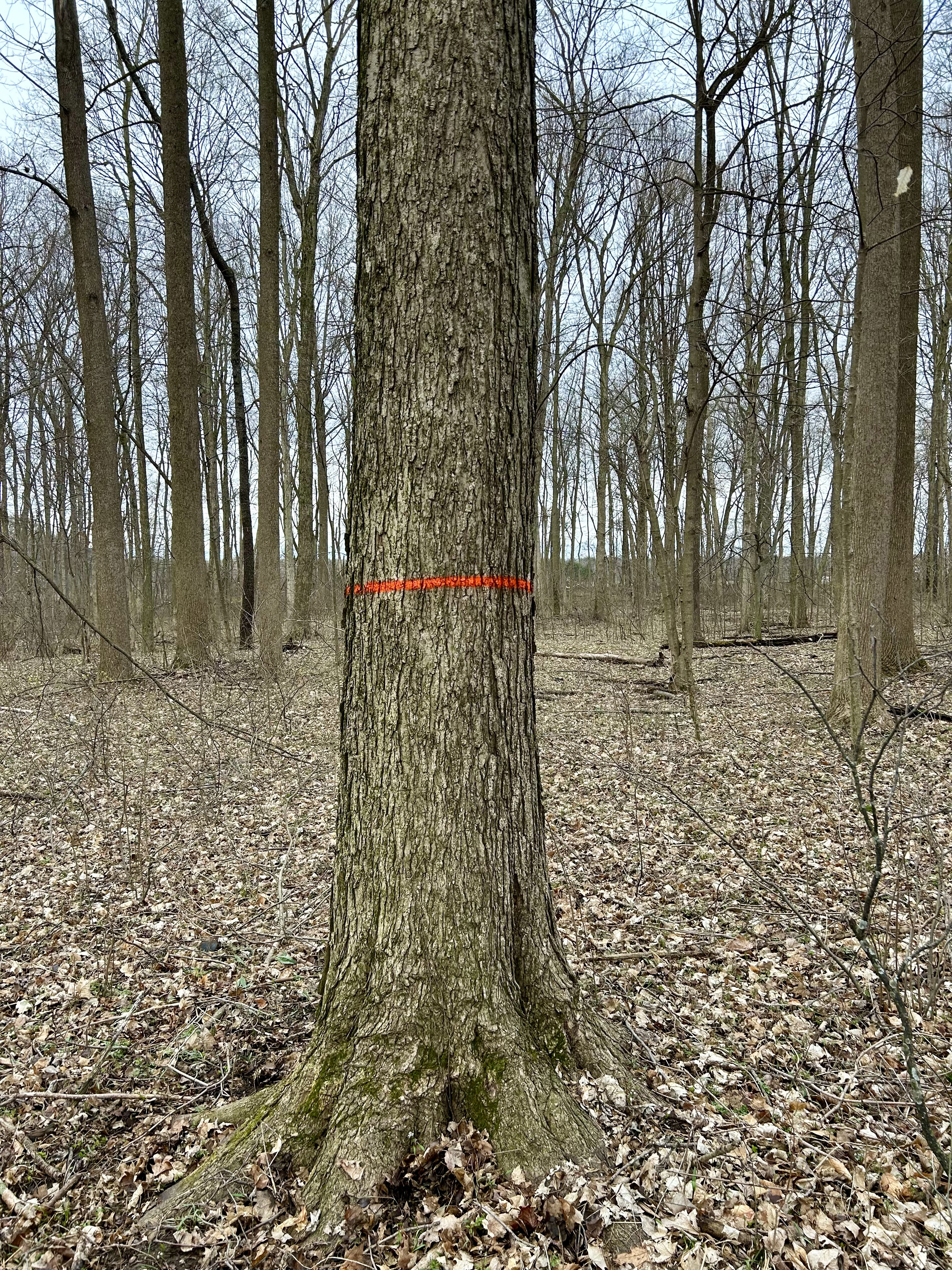 Conscientious Forestry