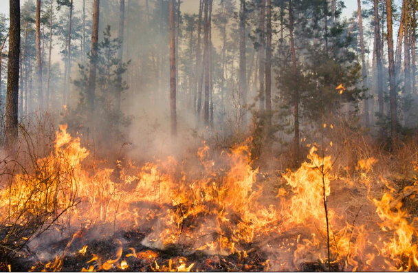 Wildfire Risk Puts Forest Management Back in Focus