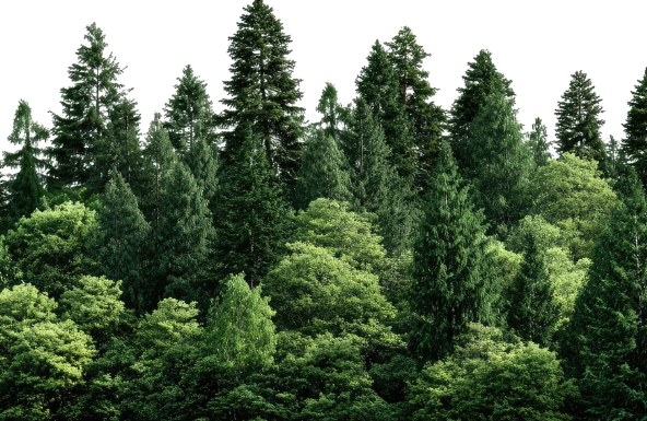 Wildfire Risk Puts Forest Management Back in Focus