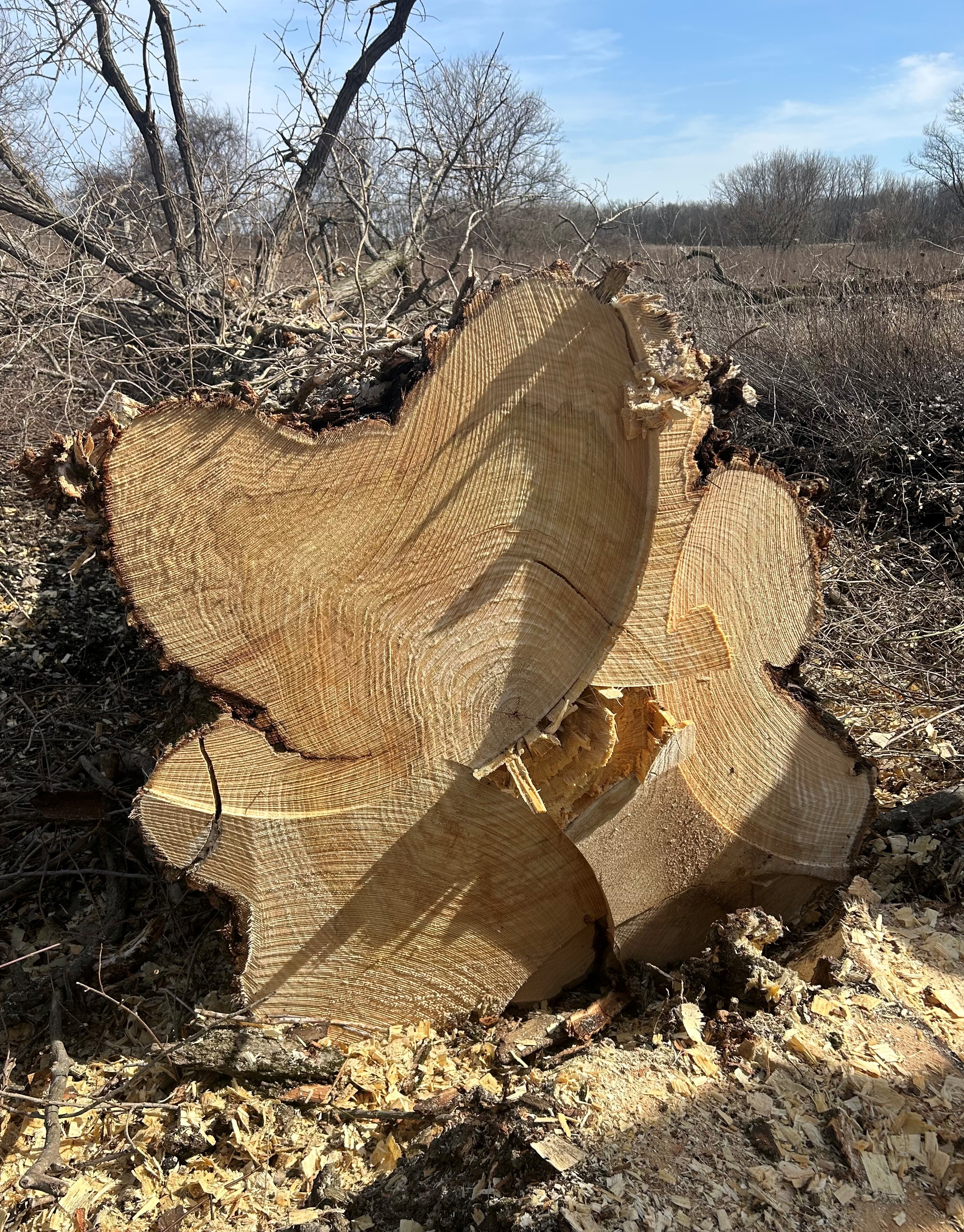 Downsides of Mechanical Harvesting