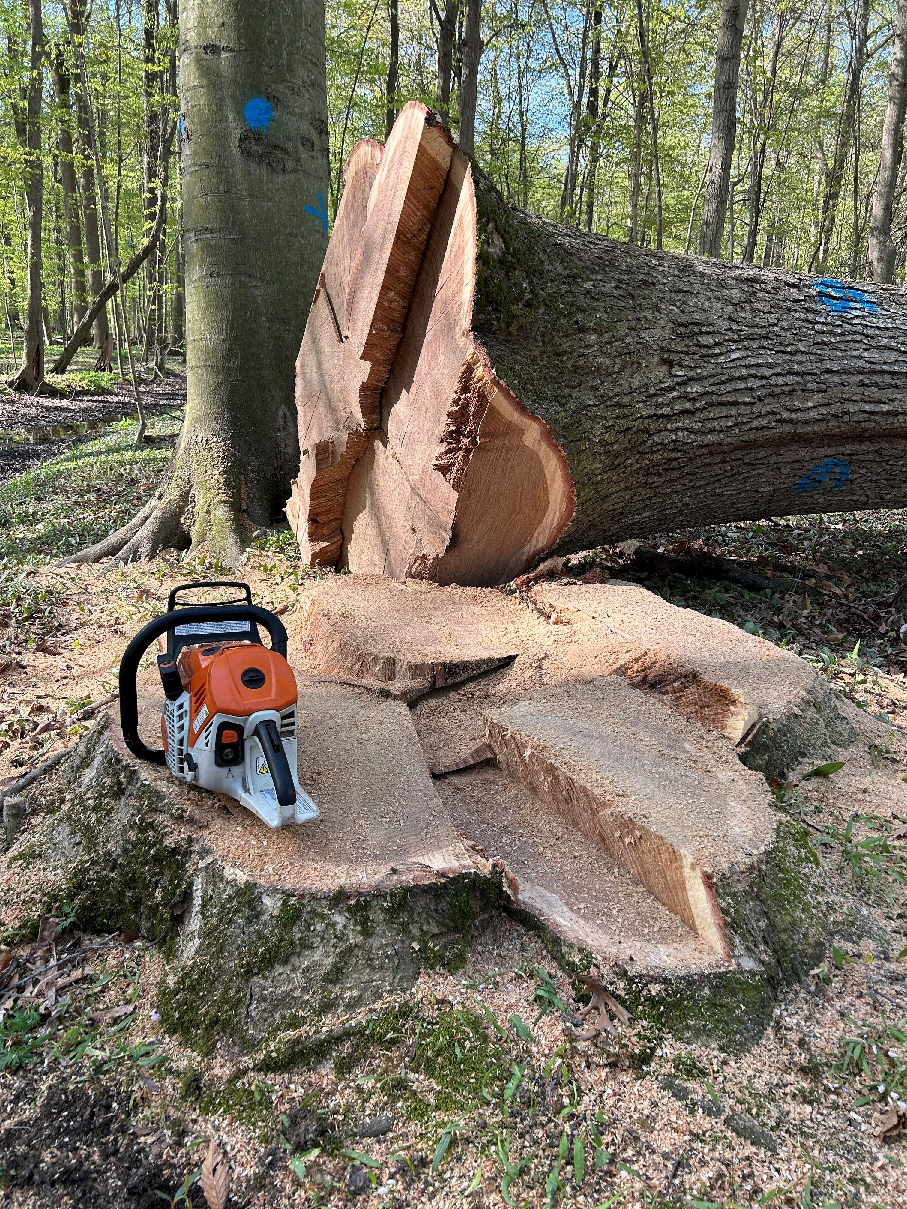 Safety and Directional Felling