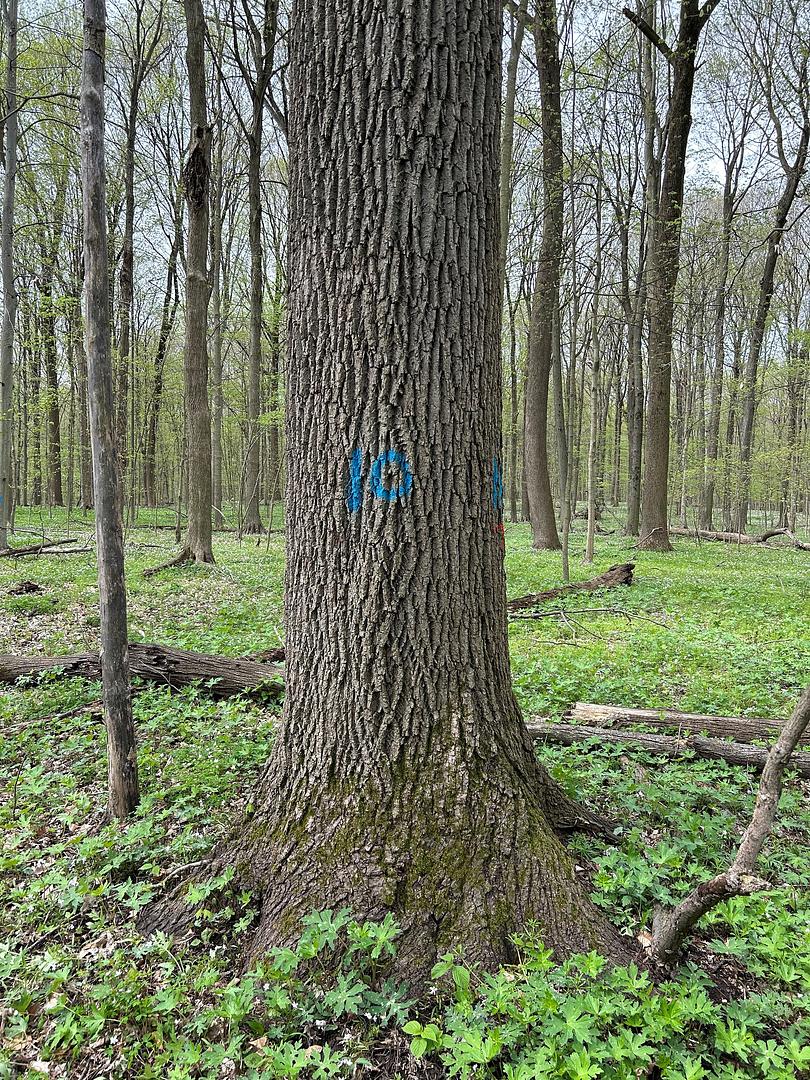 Stolen Timber - Part 1