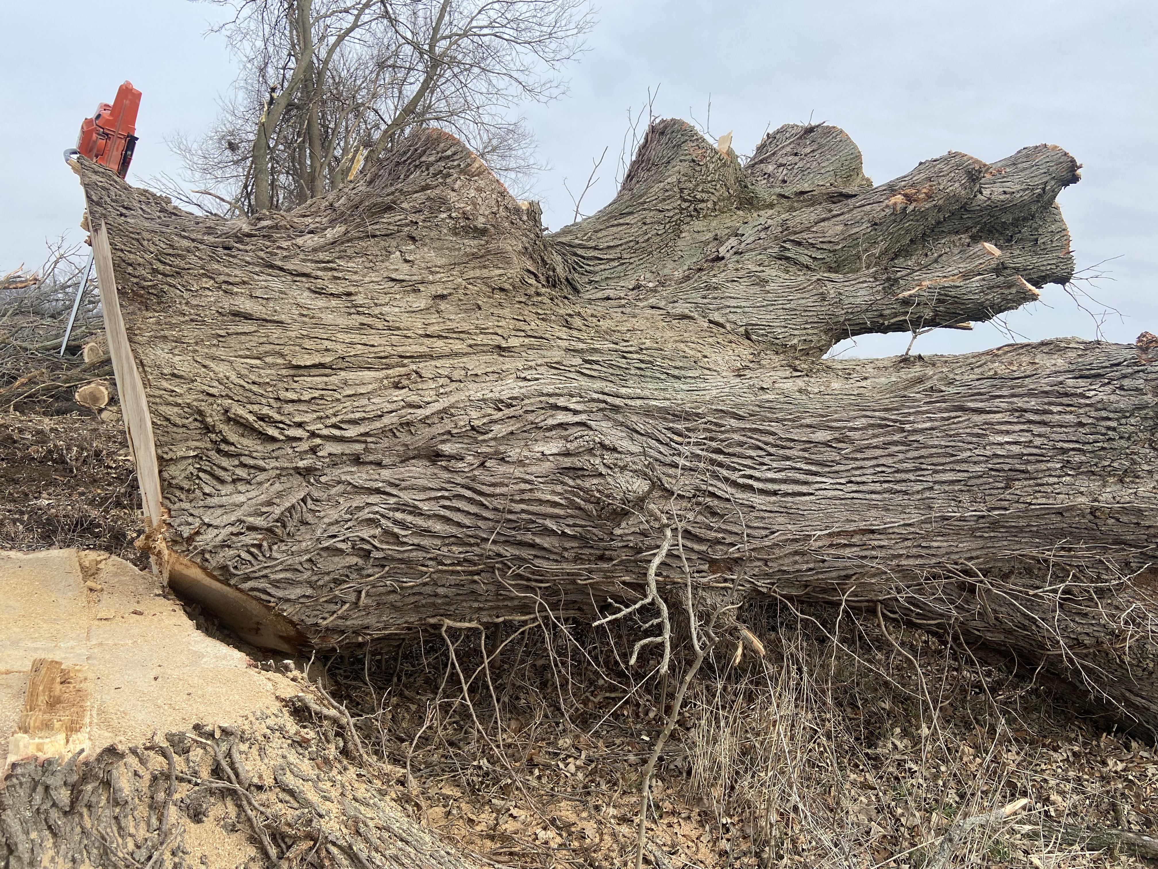 Big Timber