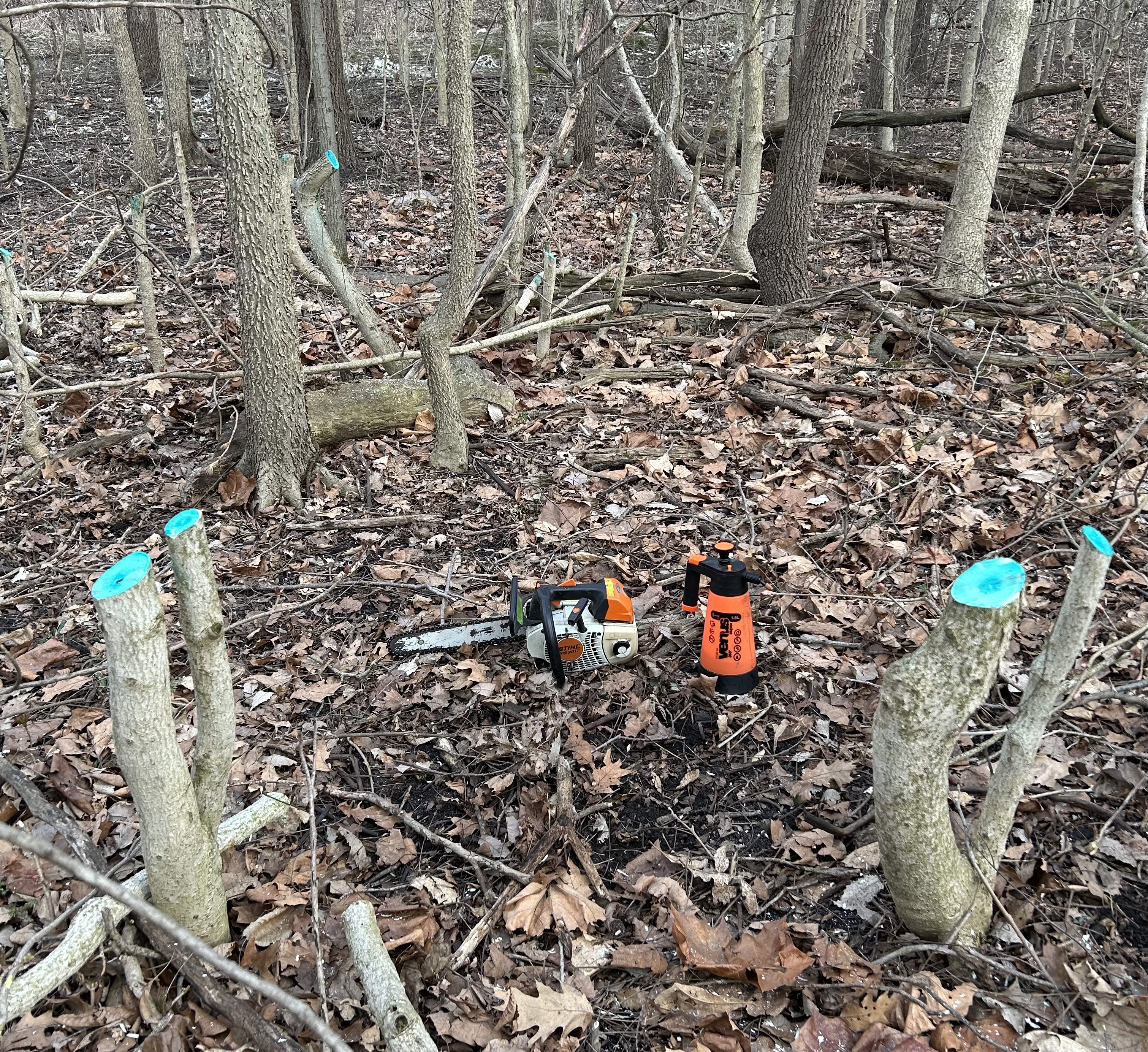 Timber Stand Improvement