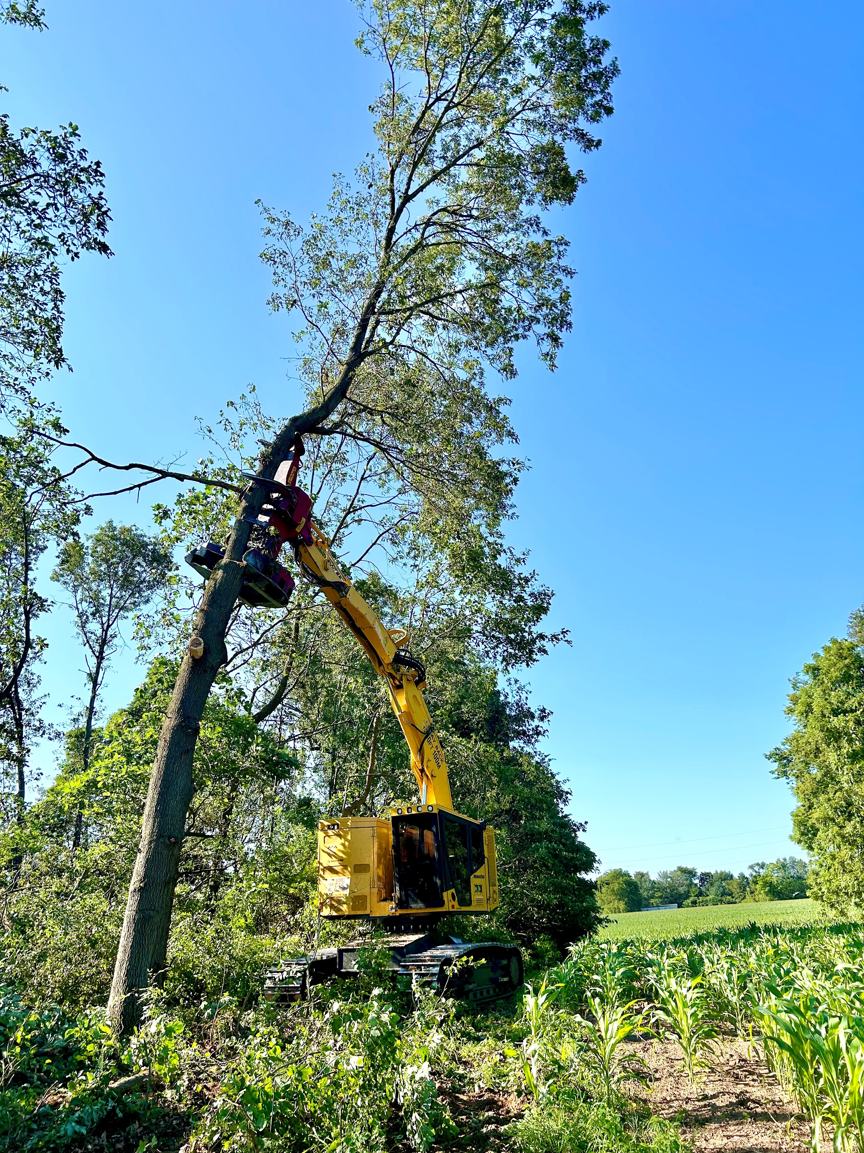 Benefits of Mechanical Harvesting