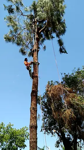 Residential tree service for homeowners in Porterville CA