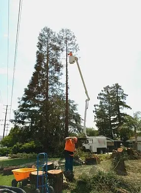 Tree service Farmersville CA