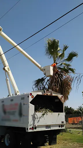 Professional tree pruning service in Porterville CA