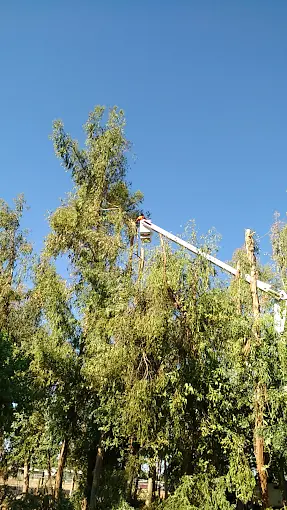 Brush chipping Tulare County CA