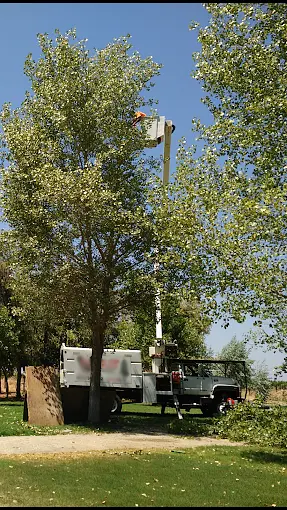 Emergency tree service Porterville CA