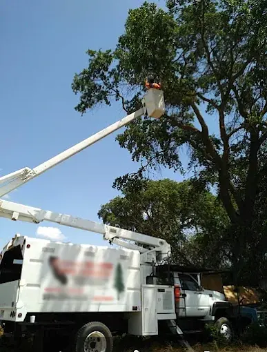 Aces Tree Service professional crew performing tree removal in Porterville CA