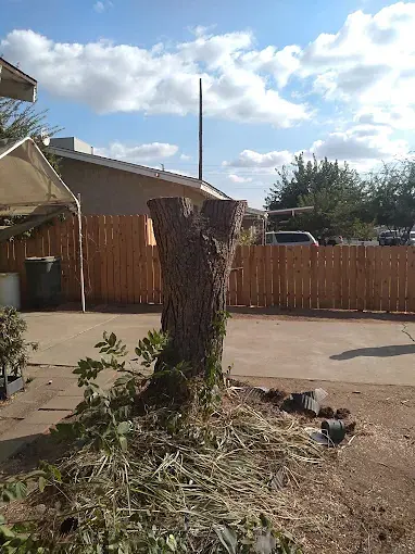 Professional stump removal and grinding service in Porterville CA
