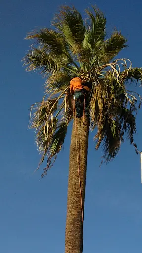 Tree trimming Exeter CA