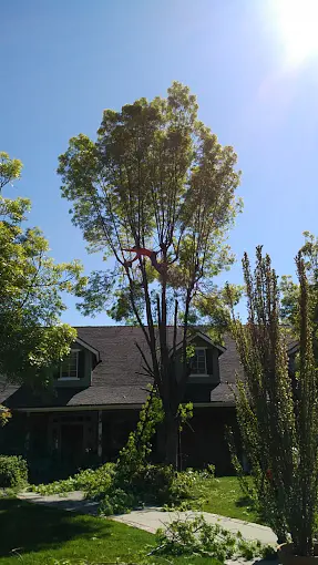 Tree pruning Visalia CA