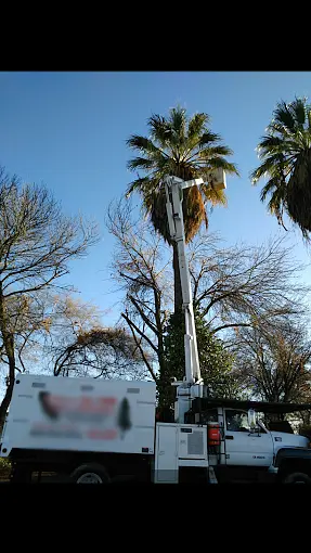 Tree service Tulare County CA