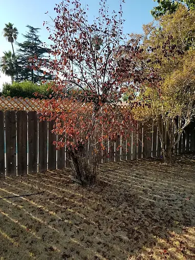 Professional tree planting service in Porterville CA