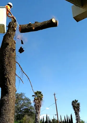 Professional tree removal service in Porterville CA