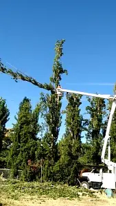 Stump removal Tulare County CA