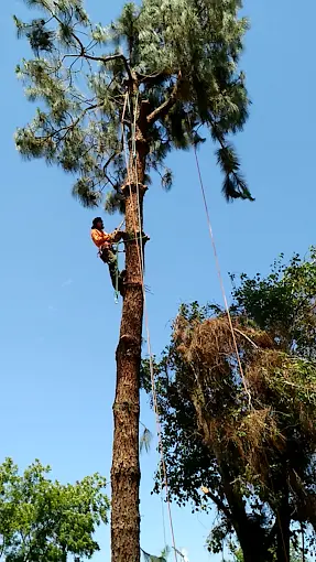Professional tree trimming service in Porterville CA
